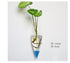 Bubbly™ Hydroponic Vases